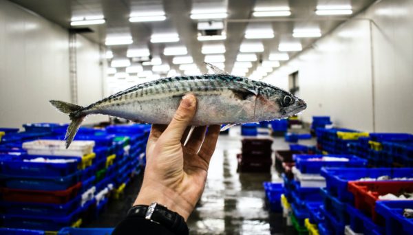 Fresh caught mackerel being held up