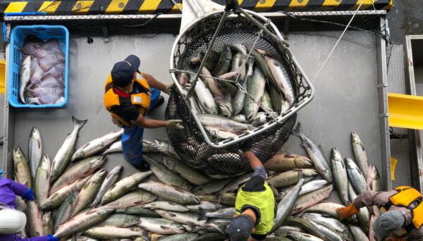 Leveraging Data to Detect Potential Human Rights Risks In Seafood Supply Chains, Pt. 2, Patrick J. McGovern Foundation, PJMF